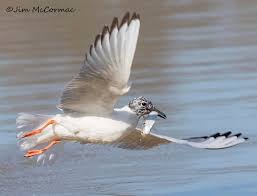 Image result for Erythrocephalum albiflorum