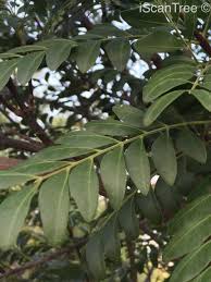 Image result for Ptaeroxylon