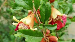 Punica granatum, the pomegranate tree, is a tree in a class of its own. How To Increase Flowering In Pomegranate Pomegranate Flowering But No Fruit Youtube