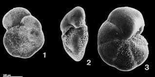 Image result for Oncocalyx bolusii