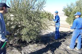 Agricultura en españa y andalucía. Agricultura En Andalucia Wikipedia La Enciclopedia Libre