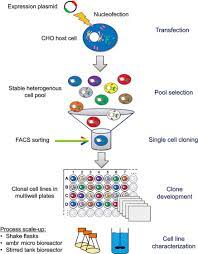 Check spelling or type a new query. Cell Line Development Sciencedirect