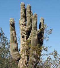 Owls and wrens are often. Saguaro Cactus What Next
