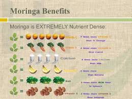 Moringa Plant Health Benefits Youtube