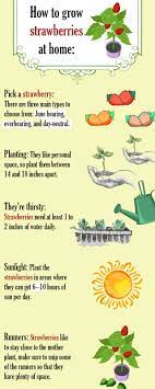 In this video, i want to show you that anyone can garden. How To Grow Strawberries At Home Harper S Nurseries