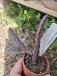Image result for Huernia volkartii