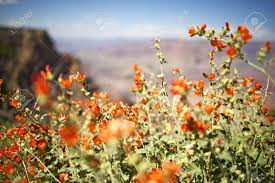 They do not require any help from humans in order to grow. Arizona Red Flowers Northern Arizona Flora Grand Canyon National Stock Photo Picture And Royalty Free Image Image 15543368