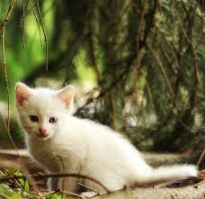 Female black and white cat names when it comes to naming your new female feline , it is always a good idea to look at beautiful human names as well as classic kitty names! White Cat Names Top 100 Best Names For White Cats