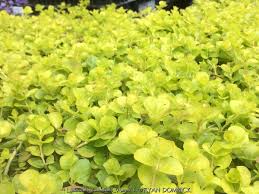 Image result for Lysimachia