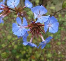 Image result for Ceratostigma griffithii