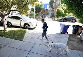 Lady gaga's dog walker was shot four times in the chest, police say. Lady Gaga S Dogs Are Returned Safely The New York Times