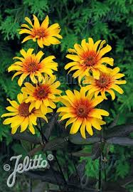 Maybe you would like to learn more about one of these? Ox Eye Burning Hearts Heliopsis Helianthoides Var Scabra Burning Hearts