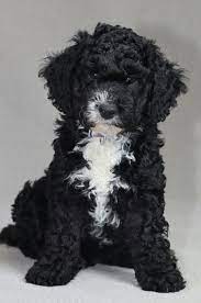 In ihrer heimat sind sie erst seit 1985 als eigene rasse anerkannt, die internationale hundevereinigung fci führt sie seit 1999. Pin Auf Hunde