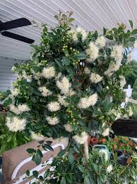 Image result for Eugenia malangensis