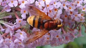 Hornet Mimic Hoverfly The Wildlife Trusts