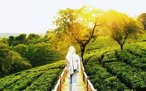 Kebun teh wonosari lawang malang. Kebun Teh Wonosari Agrowisata Murah Meriah Di Malang