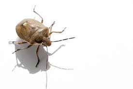Stink bugs weren't given their name for no reason. Tree Insect Control Putting The Squeeze On Stink Bugs