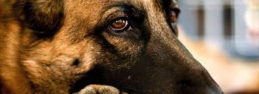 Remove all flyers you have posted. Grief Resources Pets At Peace Toronto Pet Cremation And Pet Loss Services