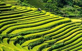 Terrace Farming Inca Soil And Water Conservation Landscape Architect Landscape Stone