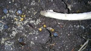 How to kill rollie pollies in the garden. Garden Help Pill Bugs Killing My New Plants Hometalk