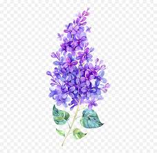 Lovely purple flowers against white background. Lilac Flowers Png Images Free Download Watercolor Lilac Flower Free Transparent Png Images Pngaaa Com