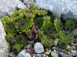 Reinhard Www Sempervivum Liste De Pflanzen Sukkulenten Sempervivum