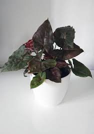 Although they start out as compact well rounded indoor plants, arrowhead vines, as the name implies, want to spread out and extended in all directions. Syngonium Podophyllum Nephthytis Arrow Head Plant Goosefoot Plant Guide Our House Plants