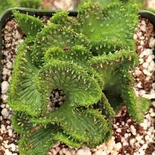 Image result for Euphorbia fortissima