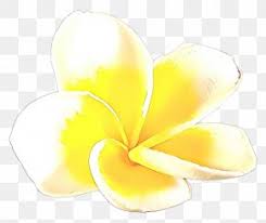 Frangipani Flower Petal Png 1200x860px Frangipani Calas Flower Nag Champa Petal Download Free Polish your personal project or design with these yellow flower transparent png images, make it even more personalized and more attractive.