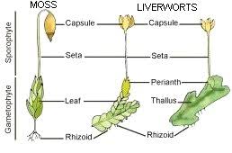 State their functions and draw labelled diagrams of both. Anatomy Of Plants