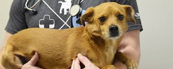 Dog euthanasia explained by a veterinarian. Pet Euthanasia Hospice Parkville Mo