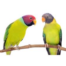 Blue ringneck cage k sath sale karna hai. Buy Plum Headed Parakeet In Pakistan Parrot For Sale Taj Birds