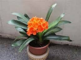 Clivia species except for c. Clivia Care How To Grow Clivia Plants Plantcaretoday