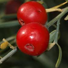 Image result for Osyris compressa