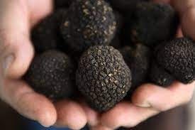 Vi hanno regalato o avete comprato dei piccoli tartufi? Come Pulire E Conservare Il Tartufo Nero Estivo Sapori Dei Sassi