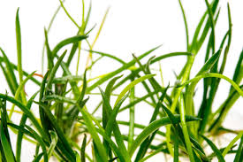 Image result for Leptochloa uniflora