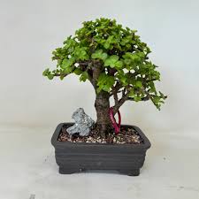 Image result for Portulacaria