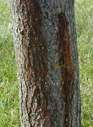 Summer heat and draught problems: Leaky Trees News
