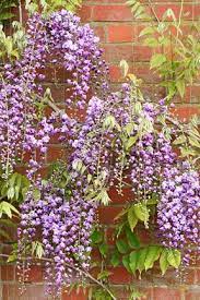 Em Lang Latin Xml Lang Latin Wisteria Em Rhs Gardening Cottage Garden Plants Wisteria Wisteria Pruning