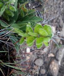 Image result for Eriosema cordatum