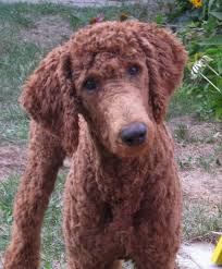 The 1950s was the year of new hairstyle experiments for those who are wealthy. 40 Poodle Haircuts You Ll Definitely Love Hairstylecamp