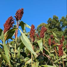 Image result for Sorghum