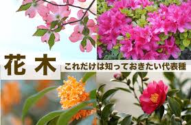 花木 かぼく の種類と名前 開花時期や香りと特徴 86種一覧 Life Info