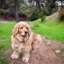 Our beautiful golden retriever elsa has announced eight beautiful puppies for my family what are brought up in our family home around. Get To Know The Mini Golden Retriever K9 Web