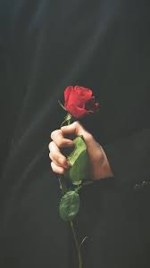 صور و خلفيات و رمزيات جميلة 2019 بجودة Hd للهواتف Aesthetic Roses Rose Wallpaper Beautiful Wallpapers