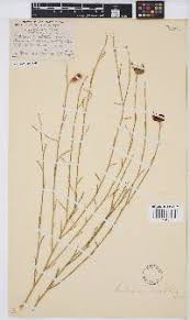 Image result for Aizoon schellenbergii