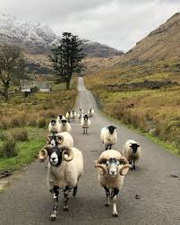 Argyll Glen Croe Scotland Animals Beautiful Animals