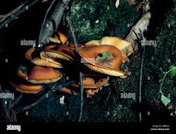 Image result for Clitocybe multiceps