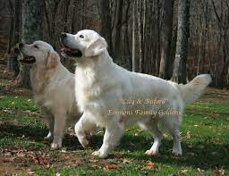 English Cream Golden Retriever Buford Lily Emmons Family Goldens Retriever Golden Retriever English Golden Retrievers