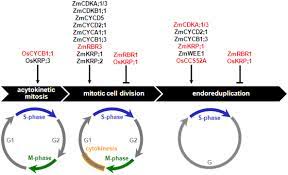 Check spelling or type a new query. Frontiers Cell Cycle Control And Seed Development Plant Science
